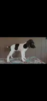 Winnie, a female German Shorthaired Pointer for sale in Dublin, TX – 2 of 2