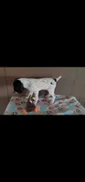 Domino, a male German Shorthaired Pointer for sale in Dublin, TX – 3 of 3