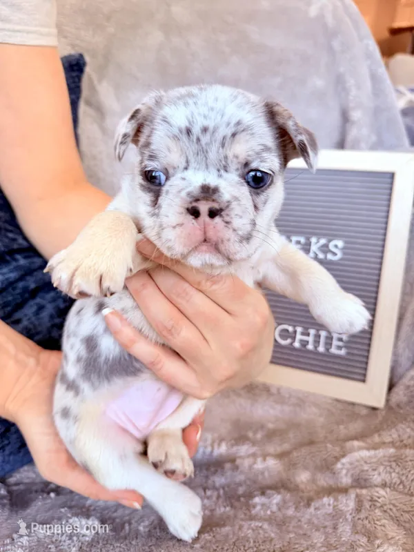 Pebbles  – French Bulldog puppy for sale in Greenville, SC