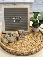 Pebbles , a female French Bulldog for sale in Anderson, SC – Photo 3 of 3