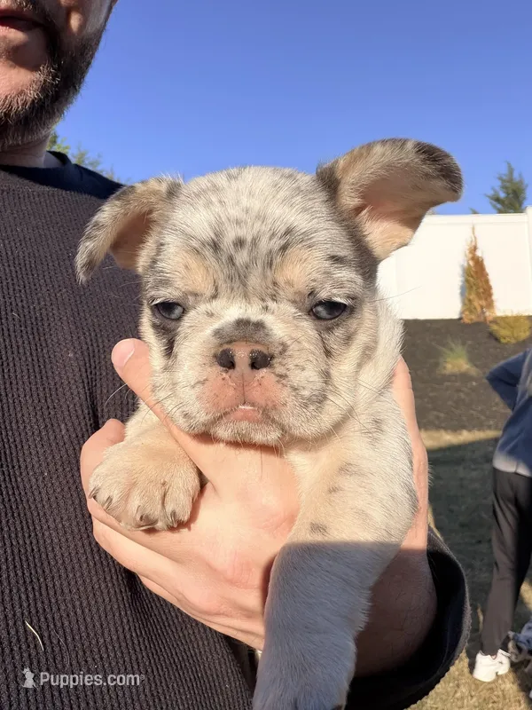 Cookie  – French Bulldog puppy on hold in Greenville, SC
