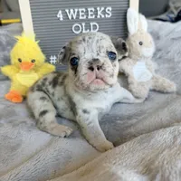 Cookie , a female French Bulldog for sale in Greenville, SC – Photo 4 of 9