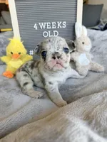 Pebbles , a female French Bulldog for sale in Greenville, SC – Photo 2 of 5