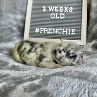 Cookie , a female French Bulldog for sale in Greenville, SC – Photo 6 of 9