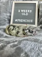 Pebbles , a female French Bulldog for sale in Anderson, SC – Photo 1 of 3