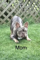 Cookie , a female French Bulldog for sale in Greenville, SC – Photo 8 of 9