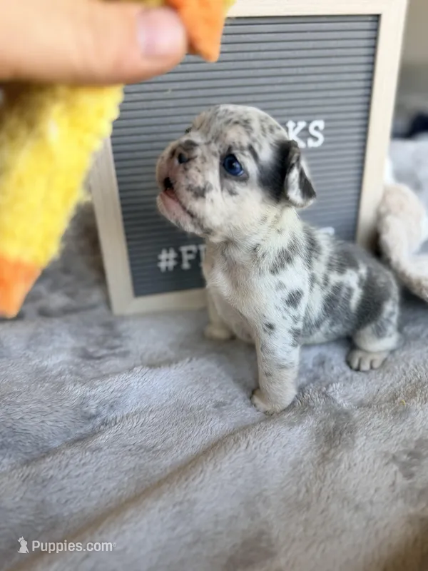 Pebbles , a female French Bulldog for sale in Greenville, SC – Photo 1 of 5