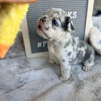 Cookie , a female French Bulldog for sale in Greenville, SC – Photo 5 of 9