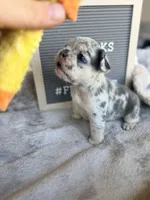 Pebbles , a female French Bulldog for sale in Greenville, SC – Photo 1 of 5