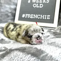 Cookie , a female French Bulldog for sale in Greenville, SC – Photo 7 of 9