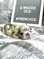 Pebbles , a female French Bulldog for sale in Anderson, SC – Photo 2 of 3