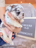 Cookie , a female French Bulldog for sale in Greenville, SC – Photo 2 of 9