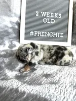 Pixel , a female French Bulldog for sale in Anderson, SC – Photo 2 of 3