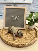 Pixel , a female French Bulldog for sale in Anderson, SC – Photo 3 of 3