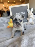 Pixel , a female French Bulldog for sale in Greenville, SC – Photo 1 of 5