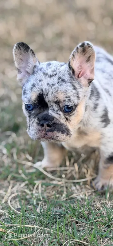 Pixel  – French Bulldog puppy for sale in Greenville, SC