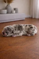 Ghost , a male French Bulldog for sale in Anderson, SC – Photo 5 of 7