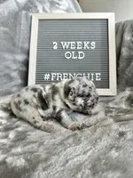 Ghost , a male French Bulldog for sale in Anderson, SC – Photo 1 of 7