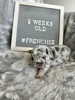 Ghost , a male French Bulldog for sale in Anderson, SC – Photo 2 of 7