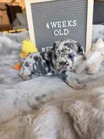 Ghost , a male French Bulldog for sale in Greenville, SC – Photo 1 of 9