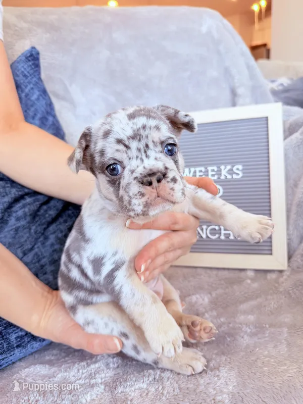 Ghost  – French Bulldog puppy on hold in Greenville, SC