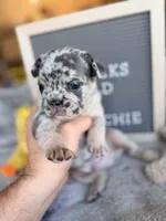 Ghost , a male French Bulldog for sale in Greenville, SC – Photo 2 of 9