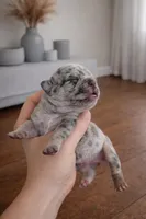 Ghost , a male French Bulldog for sale in Anderson, SC – Photo 4 of 7