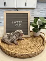 Ghost , a male French Bulldog for sale in Anderson, SC – Photo 3 of 7