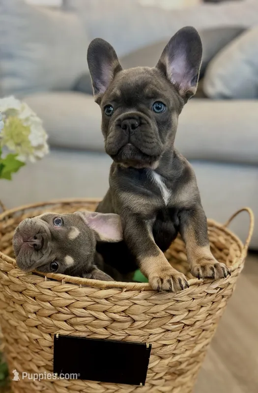 Storm – French Bulldog puppy for sale in Greenville, SC