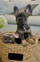 Storm, a female French Bulldog for sale in Greenville, SC – Photo 1 of 5