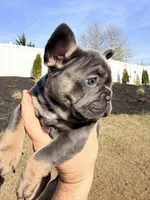 Storm, a female French Bulldog for sale in Greenville, SC – Photo 3 of 5