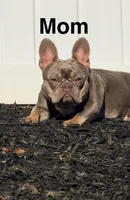 Storm, a female French Bulldog for sale in Greenville, SC – Photo 5 of 5