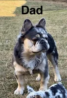 Storm, a female French Bulldog for sale in Greenville, SC – Photo 4 of 5