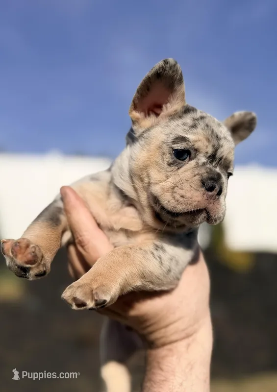 Cloud  – French Bulldog puppy for sale in Greenville, SC
