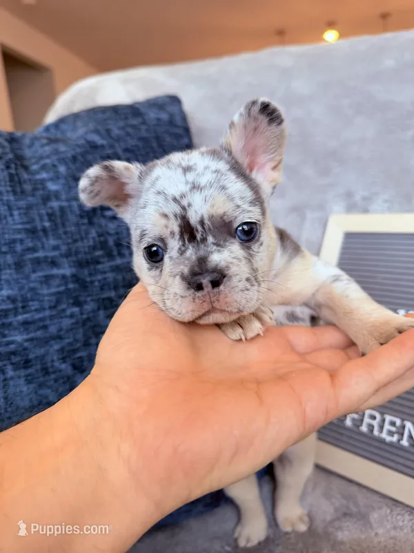 Cloud  – French Bulldog puppy for sale in Greenville, SC