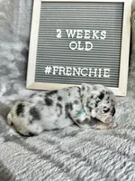 Cloud , a male French Bulldog for sale in Anderson, SC – Photo 2 of 3