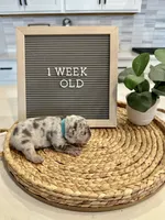 Cloud , a male French Bulldog for sale in Anderson, SC – Photo 3 of 3