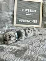 Cloud , a male French Bulldog for sale in Anderson, SC – Photo 1 of 3