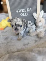 Cloud , a male French Bulldog for sale in Greenville, SC – Photo 1 of 5