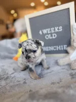 Cloud , a male French Bulldog for sale in Greenville, SC – Photo 2 of 5