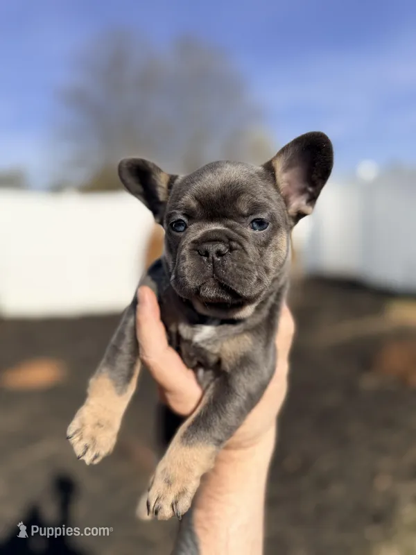 Storm – French Bulldog puppy for sale in Greenville, SC