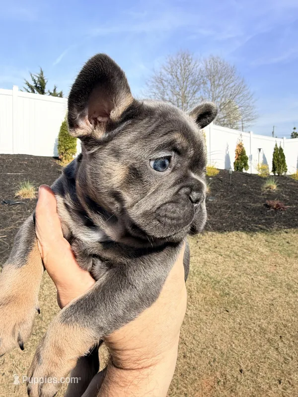Storm – French Bulldog puppy for sale in Greenville, SC
