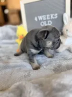 Storm, a female French Bulldog for sale in Greenville, SC – Photo 2 of 5