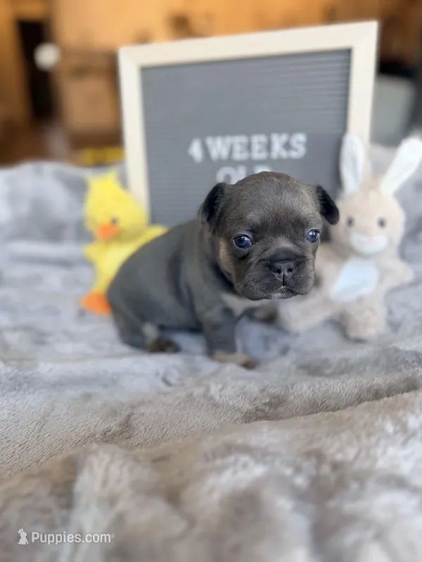 Storm, a female French Bulldog for sale in Greenville, SC – Photo 1 of 5