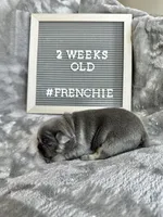 Storm, a female French Bulldog for sale in Anderson, SC – Photo 2 of 3