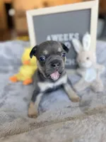 Moose , a male French Bulldog for sale in Greenville, SC – Photo 2 of 10