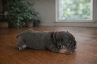 Moose , a male French Bulldog for sale in Anderson, SC – Photo 6 of 8