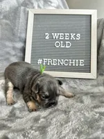 Moose , a male French Bulldog for sale in Anderson, SC – Photo 2 of 8