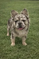 Moose , a male French Bulldog for sale in Anderson, SC – Photo 8 of 8