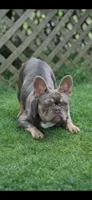 Moose , a male French Bulldog for sale in Anderson, SC – Photo 7 of 8